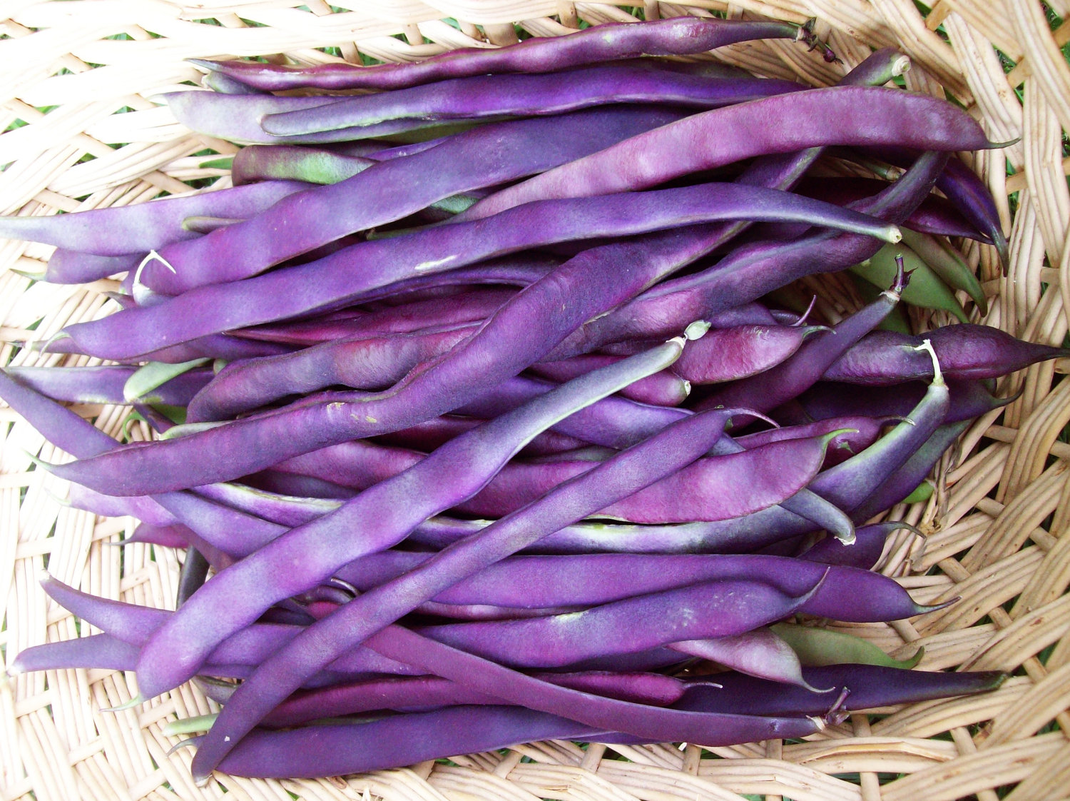 Purple beans a product of our catalog