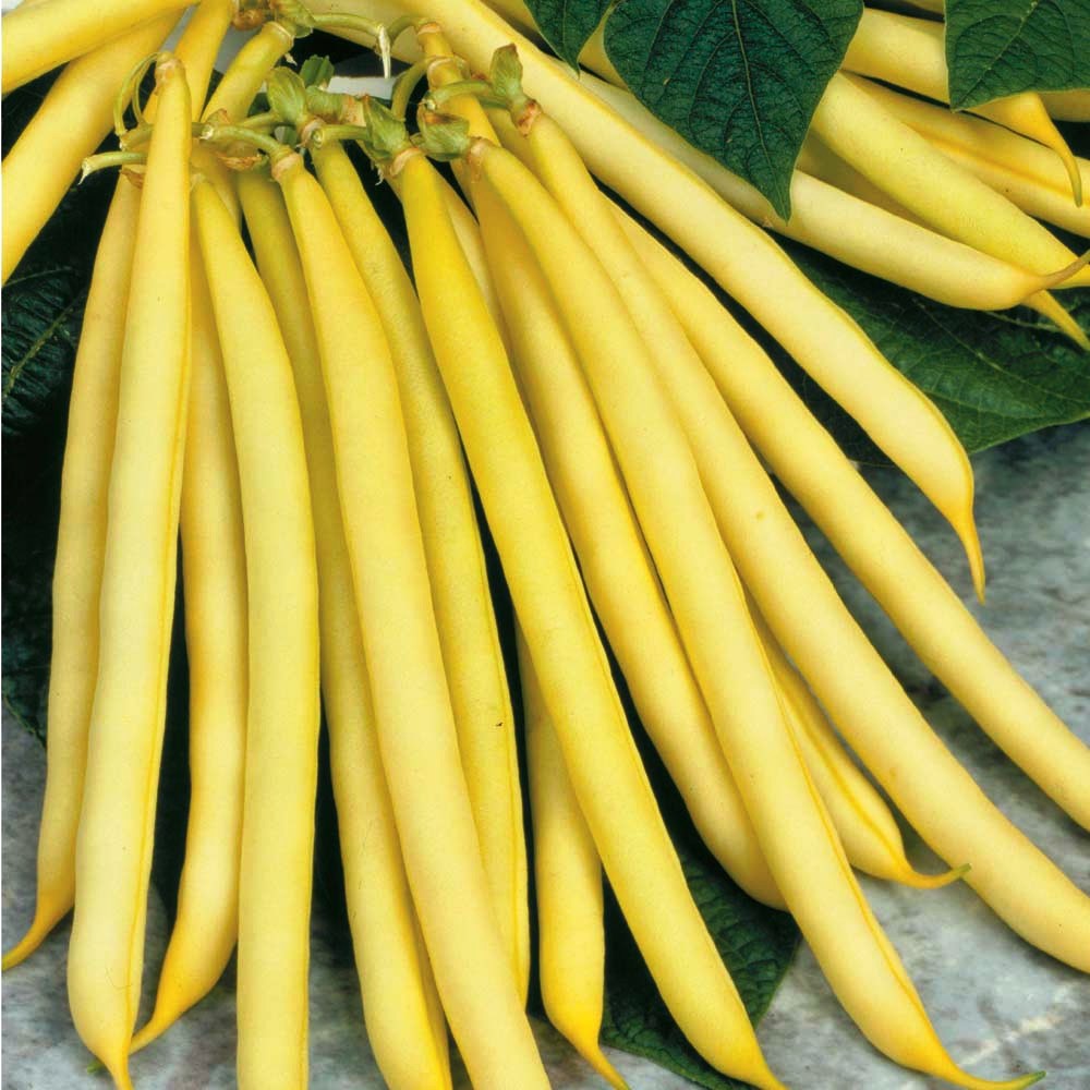 Yellow beans a product of our catalog