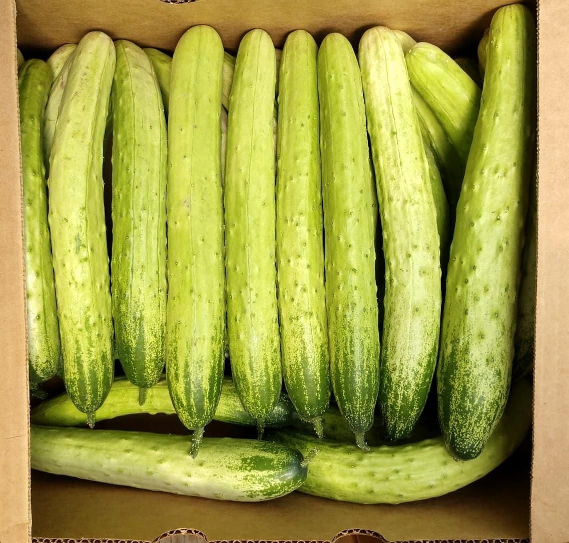 Korean cucumber a product of our catalog